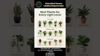 Best Indoor Plants for All Light Levels | Low&ndash;Medium&ndash;High Light Plant Guide 🌿 #livinglight #trending