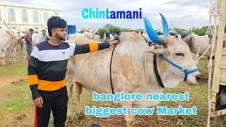Chintamani Cow Market , Bengaluru nearest biggest cow Market