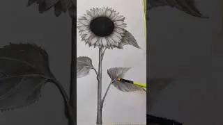 Sunflower drawing part 2 #drawing #art #painting #artist