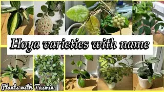 Hoya varieties in my collection (over 30 different types of Hoyas.