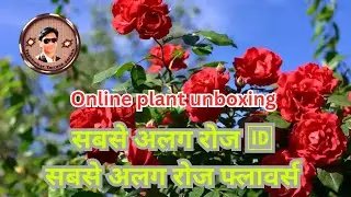 सबसे अलग रोस 🆔 सबसे अलग रोस फ्लॉवर 🌹 online plant unboxing #gardening #flowers #rose #unboxing
