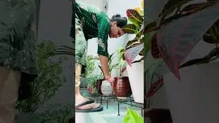 Plants 🪴 #viral #viralvideo #viralshorts #viralreels 