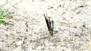North Carolina Butterfly at Catfish Lake C amp Lejeune  www.Wanderingwilly.com #ww22 #ww
