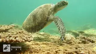 Freediving UAE - Deep Weekend 28.08.2020