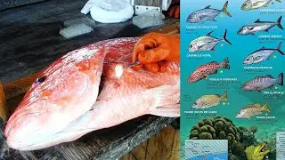 شاهد الطريقه الوحيده الصحيحه المستخدمه عالميا لتقدير ومعرفه أعمار الاسماك بمختلف انواعها