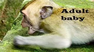 tricky big baby !! Adult baby crying loudly cos hungry milk, angry mum seriously why?