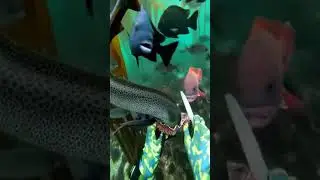 Beauty of Ocean Life...! Hidden Wonders of the Ocean Floor 🐟🦀🦞🐋🎥 #fishing #oceanbottom #fish