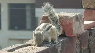 Squirrel Eating 🤢🤢 #squirrel #squirrelsofinstagram #squirrels #nature #wildlife #squirrellove