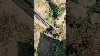 How Farmers Use a Peter Engine for Watering Part 2 #shorts #trending