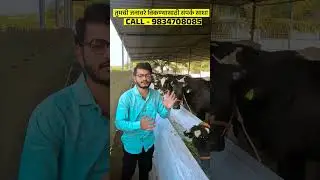 कमी खर्चात उत्तम गोठा व्यवस्थापन | Dairy Farming Maharashtra #Shorts #ytshorts #greatmaharashtra