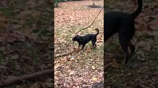 #RottweilerLife#RottweilerTraining#RottweilerWorld#RottweilerCommunity#Dog#Dogs#DogLovers#Puppy#Dog