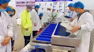 Blueberry Sizer Unit