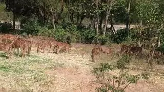 Deer Safari in Bangalore #Deersafari #Bangalore #wildlife adventure #forest #safari #tourism #nature