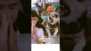 😅 Angry Dog