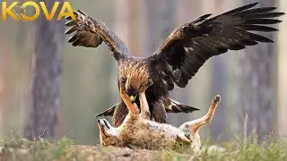 Eagles in a Savage Fight for Survival | Wild Animals