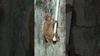 #nicheutartu #moj #funny #comedy #fun #monkey #monkeychallenge #comedyfilms