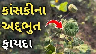 કાંસકીના અદ્દભુત ફાયદા | આ છોડને અવગણશો નહીં