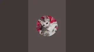 Happy and funny Cat videos