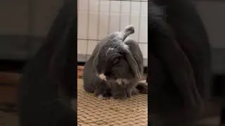 These Bunnies Have The Cutest Reactions!