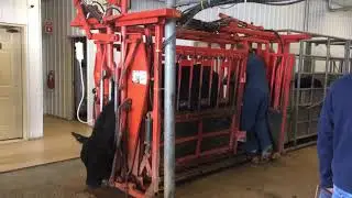 Cattle Processing in 30 Seconds!