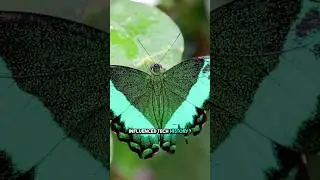 ⚠️ Did You Know? ⚠️: The First Computer Bug Was a Real Insect! 🐛💻