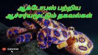 Interesting facts about Octopus in tamil , Octopus Reproduction,  Octopus in tamil
