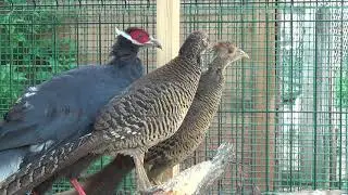 bażant złocisty,złoty,nowe nabytki,Golden Pheasant,new purchase,золотой фазан, новая покупка