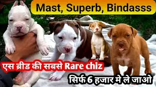 Xl Odd eyes American bully | Rs.6000/- best quality red pitbull for sale |  All India delivery