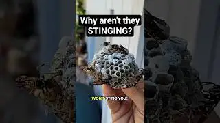 Paper wasps vs yellowjackets. READ PINNED COMMENT before commenting