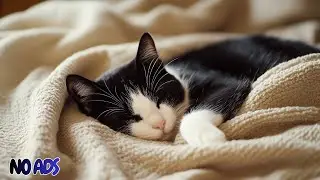 12 Hours Of Peaceful Sleep Music for Cats 🐈 💖 Soft Soothing Sounds No Ads 🐾 Cat TV