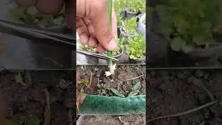 Best techniques for farming Rural Life Farming #farming #shorts