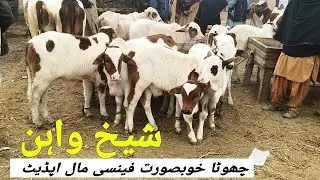 Choty Khubsorat Ghulabi Fancy Mall Ki Update Sheikhwan Mandi | @MandiBoy8080 | Zeeshan khan 