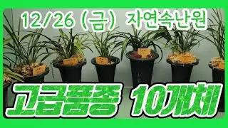 [12월 26일] 홍화, 태극선, 입변복륜, 주금화, 백화, 색화, 주금화, 가닥지입변, 달마복륜, 복륜 올려봅니다.
