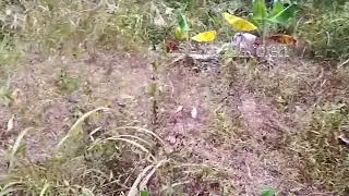 Review hasil penyemprotan dengan HERBISIDA RoundUp setelah 5 hari aplikasi👍 PUAS ✅