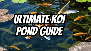 Ultimate Guide to Keeping Multiple Butterfly Koi in Your Pond.
