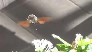 Sfinge del Galio (Farfalla Sfinge o Sfinge Colibr&igrave;)