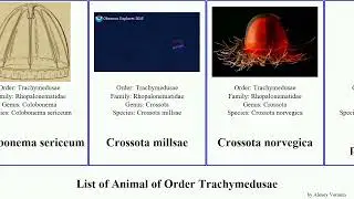List of Animal of Order Trachymedusae minimum digitale brucei Colobonema Botrynema Crossota Dan