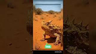 Unique australian animals #science #shorts