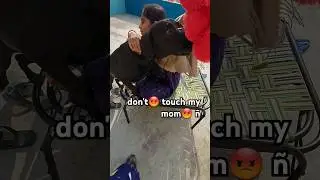 labrrador!! #shortsviral #mrroy #animals #trending #dogshorts #motivational #ytviralshorts #shorts