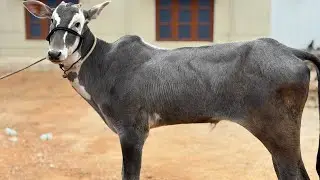 Marvellous Hallikar bull calf Raja studbull son