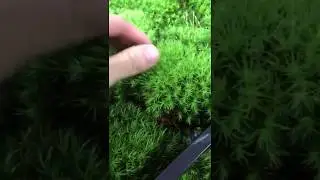 Mood Moss aquascaping for sale