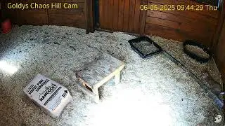 Goldy's   Chaos Hill  AM Milo n Melvin leave for am outing ; Bunnies stay in stall 652025