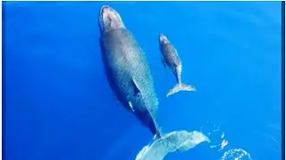 Whale Buoyancy Explained: The Science Behind Their Floating Marvels