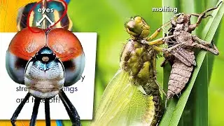 BBC4KIDS |  A Dragonfly&rsquo;s Life | Kids Educational Videos | Kids Channel