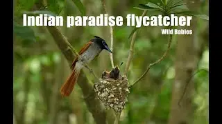 The Journey of the Indian Paradise Flycatcher: Nesting and Feeding Chicks | Wild Babies series 2023