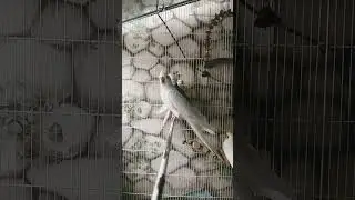 Whito Baby 💓 #birdhousepak #parrots #cute