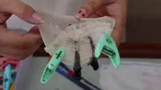 Bird Nest Processing Processes
