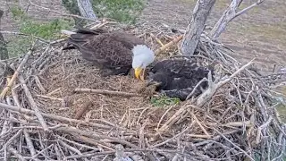 Kansas Eagles 4-27-25.  Kanza Demonstrates the Oospie-Daisy; Egg Sitting Duty; Nest Material Games!