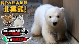 【從零開始養】北極熊!終於在日本拍到北極熊!日本占地最大動物園!12+少見動物介紹!小熊咬爆三角錐!日本橫濱動物園!【許伯簡芝】