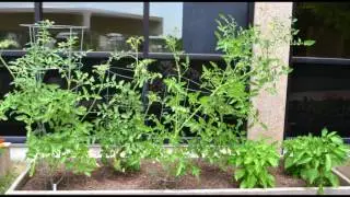 Barnes-Jewish West County Hospital Employee Garden